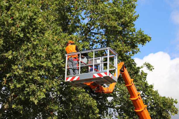 How Our Tree Care Process Works  in Belle, MO